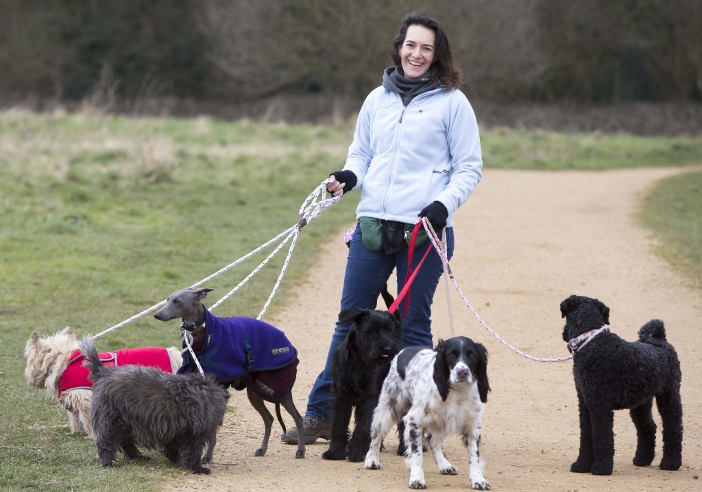 What Insurance Is Needed For Dog Walkers?